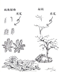 收集一些关于植物速写绘制的方法参考！超实用，值得收藏！#绘画学习# #素材推荐# ​​​​