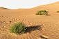 沙漠绿洲png免抠素材_新图网 https://ixintu.com 浩瀚 全景 沙漠 沙丘 沙漠素材 黄沙 大沙漠 绿洲 沙漠绿洲