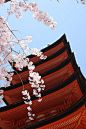 Cherry Blossoms and Pagoda in Itsukushima Shrine, Hiroshima, Japan