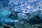 Pascal Roest在 500px 上的照片tiburones
