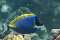 泰国安达曼海的蓝鳍棘鱼