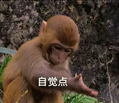 吗喽表情包 - 小红书