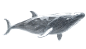 602201_A transparent three-dimensional whale looking up, _xl-1024-v1-0_副本