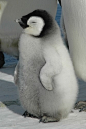 ‘march Of The Penguins | Cutest Paw