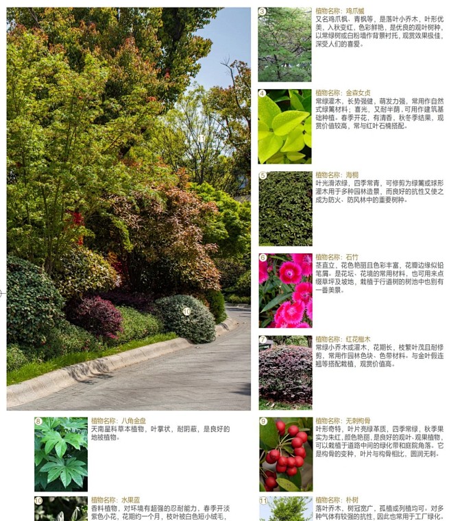植物配置实景 (8)