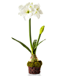 Amaryllis Faux-Floral Drop-Ins