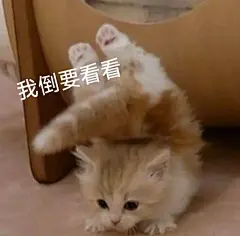 超级可爱猫猫头表情包
