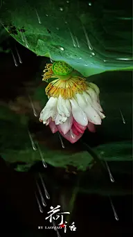听雨