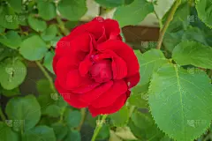 自然美,美,贺卡,水平画幅,情人节,特写,明亮,花束,花蕾,白色