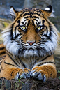 Sumatran Tiger   ...........click here to find out more     http://googydog.com
