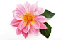 摄影,头状花序,花瓣,花,室内_71248533_Dahlia flower, close-up_创意图片_Getty Images China