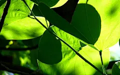 清新绿叶护眼桌面壁纸