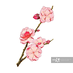 Z_东方米采集到小植物