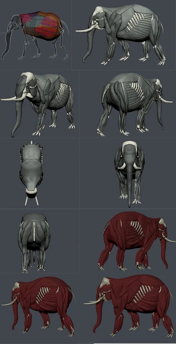elephant anatomy - Google keresés: 图片_动物结构图片素材-花瓣网