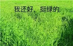 2019最不能删的10套续命表情包，简直一个比一个沙雕！  最不想删的沙-15