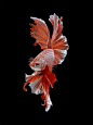 分形艺术网 - 自然分形：暹罗斗鱼 - 现实分形作品