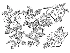 栀子花枝图形黑白孤立素描插图向量图片-商业图片-正版原创图片下载购买-Veer图库