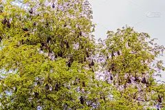 在泰国曼谷的Wat Po，泰国差春骚，用泰语说的Lyle's flying fox, Pteropu