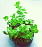 植物，微景观
https://unico1988.taobao.com 