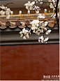 【品味京城】  白玉兰与红墙, 闻路旅游攻略