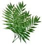 植物素材png