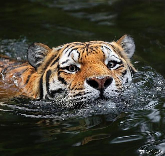 大猫游泳真的超级可爱了 ​​​​