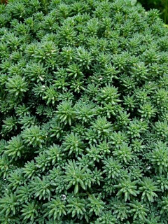 过滤晴空采集到植物品种