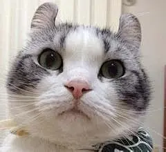 萌猫高清电脑壁纸_百度图片搜索