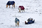 Four blanket-covered horses in a snow-covered field. One of the horses rolls on its back.