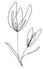 线条植物