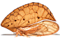 奇怪的动物——Oeda 

This genus, Oeda, has a delicate amber-coloured helmet. 
