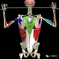 人体运动状态下的3D肌肉骨骼精美解剖