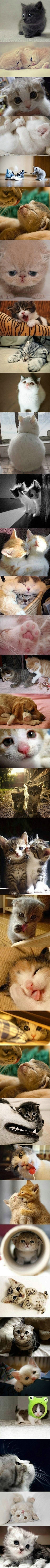 饼干怪兽采集到猫