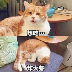 最好看的橘猫长什么样？ - 知乎 : 猫日啊瞧瞧这张忧国忧民的大饼脸，啧啧，多惹人怜爱啊！昨天刚知道它的名字，行走的表情包猫猫。微博热搜…