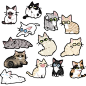 This may contain: a bunch of cats that are all different colors and sizes, with one cat looking at the