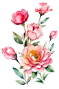 Hight Definition Flower