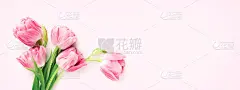 粉红色背景上的粉红色郁金香。