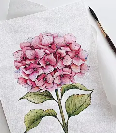 水彩花卉｜温柔治愈的粉色系花卉_1_奶喵_来自小红书网页版