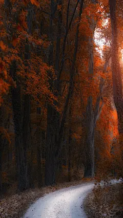 秋季落叶枫叶树木苹果安卓手机壁纸