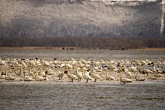 美丽的天鹅高清素材图