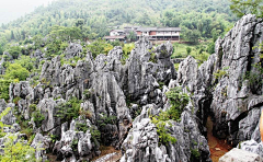 鑫鑫之火采集到森林地质