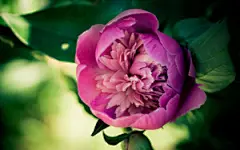 牡丹花,花瓣,桌面壁纸