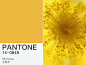 2009年 含羞草 Pantone编号14-0848，含羞草的花是饱和的黄色，黄色象征太阳、可爱和温暖，这个颜色可以激发许多想象力和创新，运用在食物上也可以让人食欲大开，中性的色彩让许多男性也喜欢运用这个色彩。