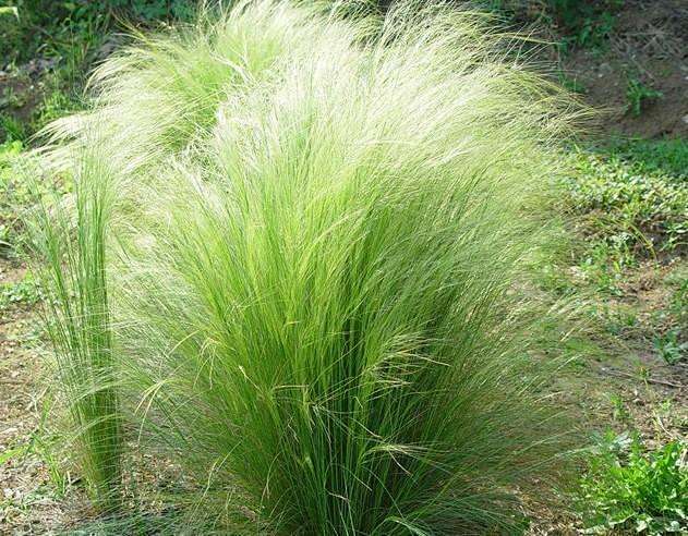 细茎针茅1。冷季型。高50cm。花果期5-8月。密度16-25株/㎡