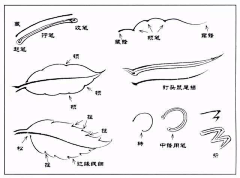 hiyeahhh采集到植物插画/结构