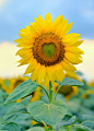 Single sunflower isolated by Iordache Laurențiu on 500px