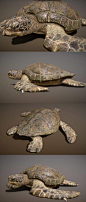 绿海龟3D模型（OBJ,FBX,MAX） 