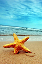 海星海边沙滩唯美风景安卓手机壁纸大全http://www.kutoo8.com/