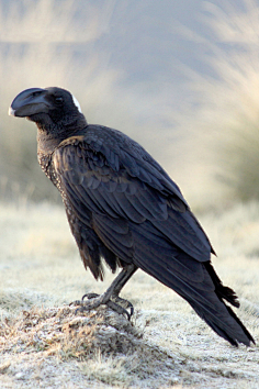 雀形目·鸦科·鸦属:厚嘴渡鸦2榭屿采集到渡鸦采集weibo.