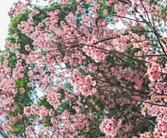 自然,背景,樱之花,美,水平画幅,樱花,樱桃,无人,夏天,户外